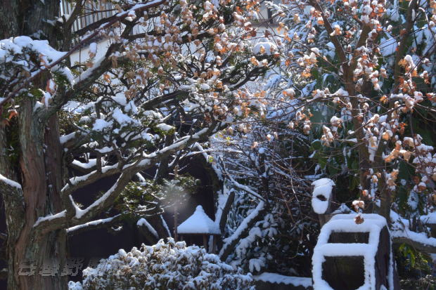 薄っすらと綿帽子